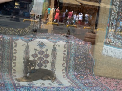 Turkish Chihuahua