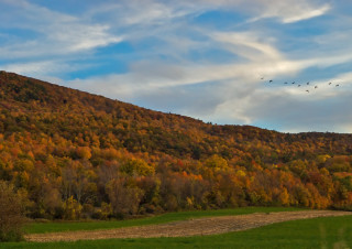 Fly Away Home