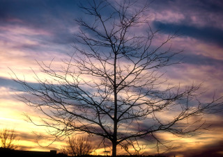 The Tree