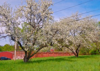Trees Waking