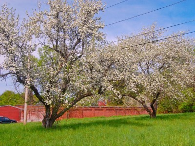 Trees Waking